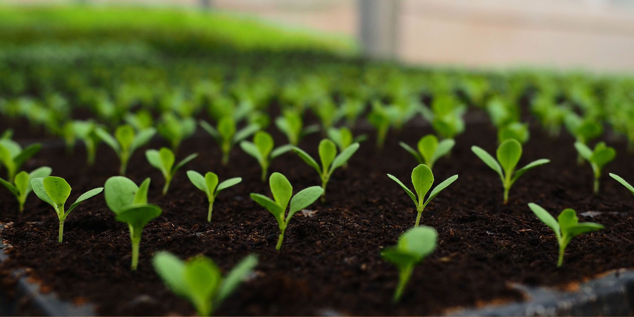 Sprouting
